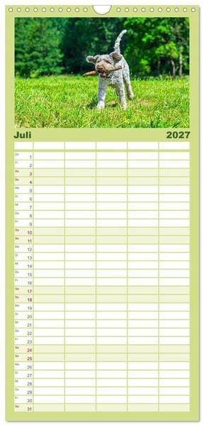 Produktbild: Familienplaner 2027 - Lagotto Romagnolo - die Tr&uuml;ffelsucher Italiens mit 5 Spalten (Wandkalender, 21 x 45 cm) CALVENDO