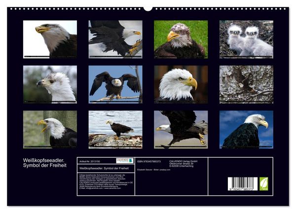 Produktbild: Wei&szlig;kopfseeadler. Symbol der Freiheit (hochwertiger Premium Wandkalender 2026 DIN A2 quer), Kunstdruck in Hochglanz