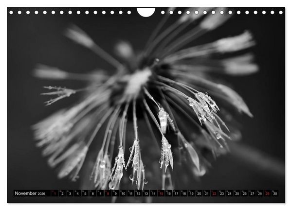 Produktbild: Pusteblume - Impressionen in schwarzwei&szlig; (Wandkalender 2026 DIN A4 quer), CALVENDO Monatskalender
