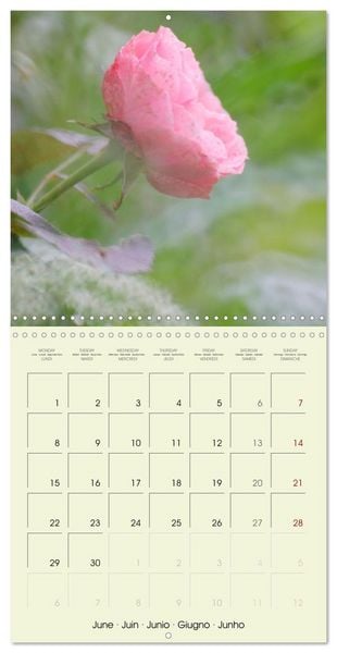 Produktbild: Flowers from dreamland (Wall Calendar 2026 12 &times; 12 Inch) CALVENDO 12 Month Wall Calendar