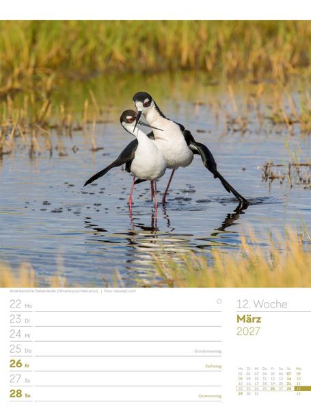 Produktbild: V&ouml;gel Wochenplaner Kalender 2027