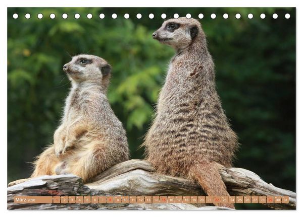 Produktbild: Erdm&auml;nnchen Familienbande (Tischkalender 2026 DIN A5 quer), CALVENDO Monatskalender