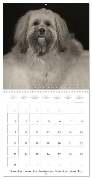 Produktbild: Portraits canins (Calendrier mural carr&eacute; 2026 30x30 cm) Calendrier double avec une page pour vos prises de notes