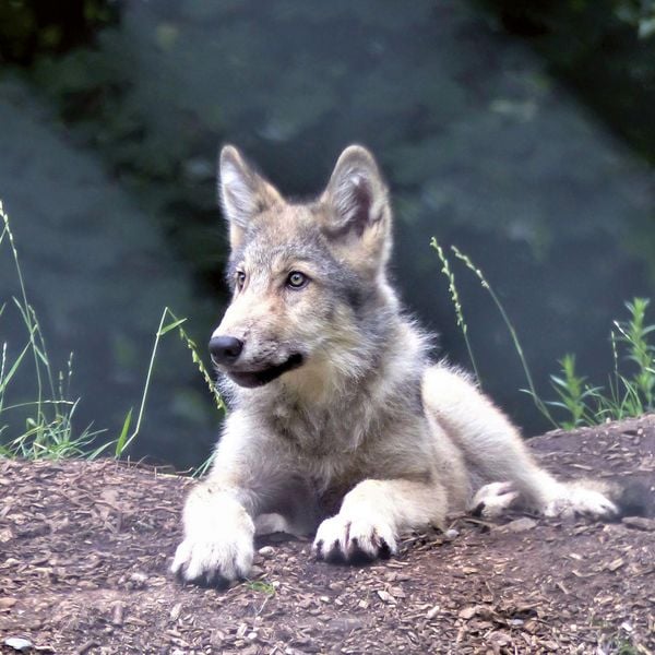 Produktbild: W&ouml;lfe / Wolves 2027