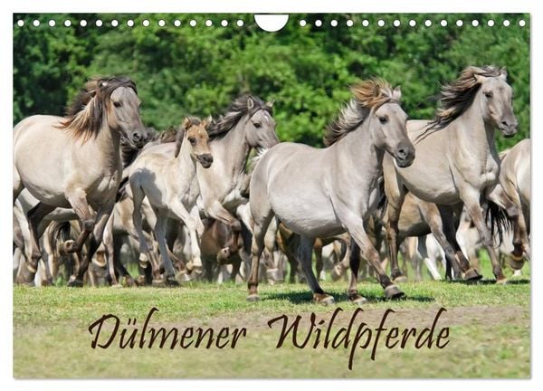 Produktbild: D&uuml;lmener Wildpferde (Wandkalender 2026 DIN A4 quer), CALVENDO Monatskalender
