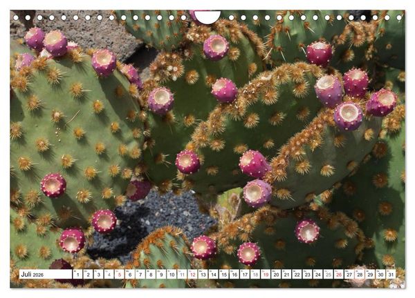 Produktbild: Faszination Kakteen (Wandkalender 2026 DIN A4 quer), CALVENDO Monatskalender
