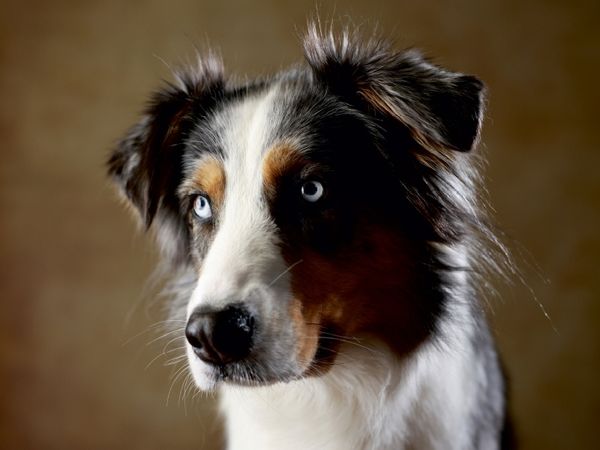 Produktbild: CALVENDO Puzzle Dakota, 9 Jahre 1000 Teile Puzzle quer | 1000 Teile Lege-Gr&ouml;&szlig;e 64 &times; 48 cm Foto-Puzzle f&uuml;r gl&uuml;ckliche Stunden