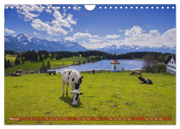 Produktbild: Allg&auml;uer Sch&ouml;nheiten Allg&auml;u - Land der K&uuml;he (Wandkalender 2026 DIN A4 quer), CALVENDO Monatskalender
