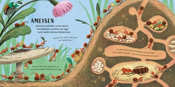 Produktbild: Zeit zu schlafen, liebe Tiere