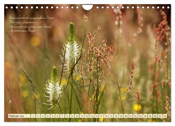 Produktbild: Sommergr&auml;ser (Wandkalender 2026 DIN A4 quer), CALVENDO Monatskalender