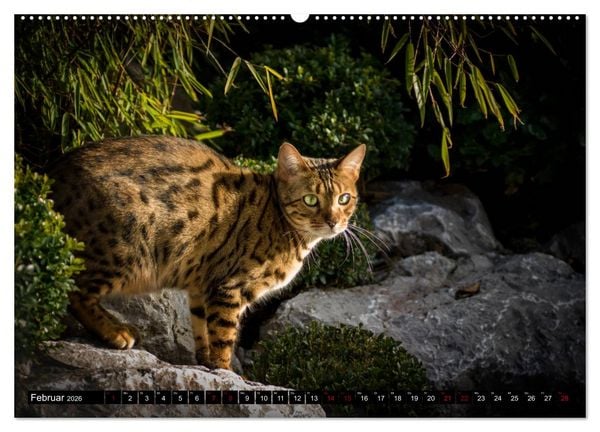 Produktbild: Bengalen Outdoor und Action (hochwertiger Premium Wandkalender 2026 DIN A2 quer), Kunstdruck in Hochglanz