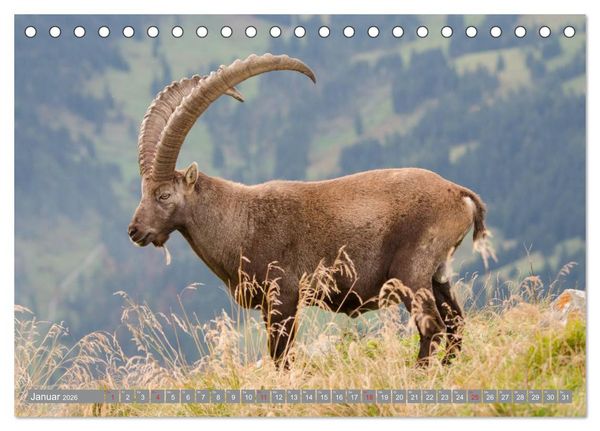 Produktbild: Steinwild am Pilatus (Tischkalender 2026 DIN A5 quer), CALVENDO Monatskalender