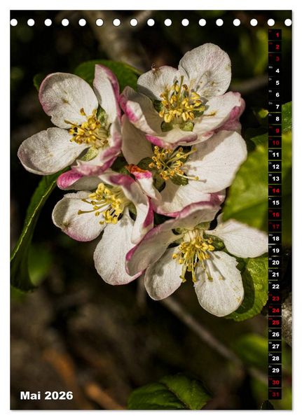 Produktbild: B&auml;ume anders gesehen (Tischkalender 2026 DIN A5 hoch), CALVENDO Monatskalender