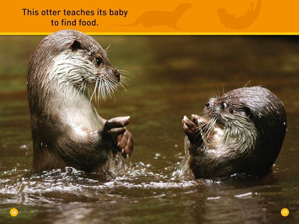 Produktbild: Peek, Otter!