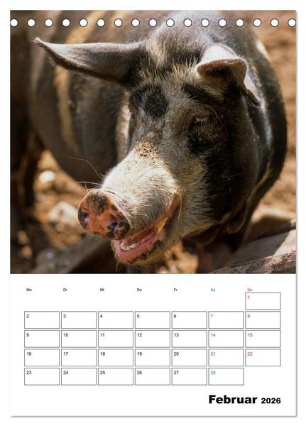 Produktbild: Schweine 2026 (Tischkalender 2026 DIN A5 hoch), CALVENDO Monatskalender