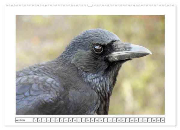 Produktbild: Rabenhafte Augenblicke (Wandkalender 2026 DIN A2 quer), CALVENDO Monatskalender