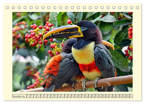 Produktbild: Toucans - clowns of the jungle (Desk Calendar 2026 DIN A5 landscape), CALVENDO 12 Month DeskCalendar