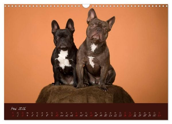 Produktbild: Franz&ouml;sische Bulldoggen (Wandkalender 2026 DIN A3 quer), CALVENDO Monatskalender