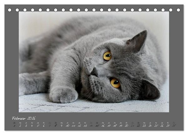 Produktbild: GRAUE ENGEL Britischkurzhaar-Katzen (Tischkalender 2026 DIN A5 quer), CALVENDO Monatskalender