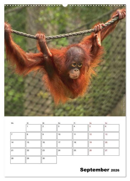 Produktbild: Augenblick der Affen 2026 (Wandkalender 2026 DIN A2 hoch), CALVENDO Monatskalender
