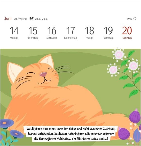 Produktbild: Unn&uuml;tzes-Wissen-Quiz Katzen Premium-Postkartenkalender 2027 - Kalender mit 53 R&auml;tselkarten