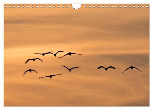 Produktbild: Kraniche auf dem Weg nach S&uuml;den (Wandkalender 2025 DIN A4 quer), CALVENDO Monatskalender