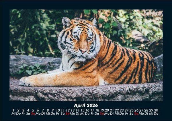 Produktbild: Tiger 2026 Fotokalender DIN A5