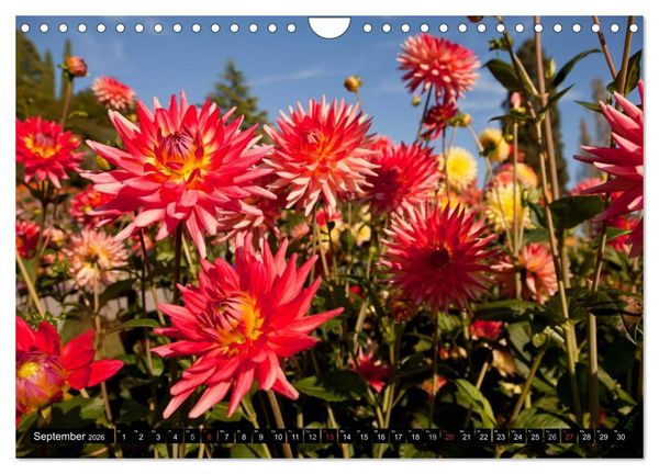 Produktbild: Dahlia - Dahlien (Wandkalender 2026 DIN A4 quer), CALVENDO Monatskalender