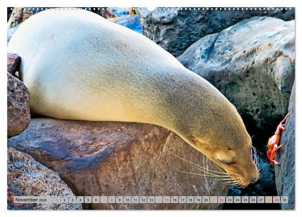 Produktbild: Robben - &uuml;berall zuhause (Wandkalender 2026 DIN A2 quer), CALVENDO Monatskalender