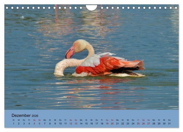 Produktbild: Flamingo und Co - Faszinierende Vogelwelt S&uuml;dfrankreichs (Wandkalender 2026 DIN A4 quer), CALVENDO Monatskalender