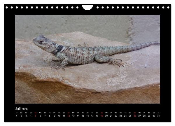 Produktbild: Faszinierende Reptilien (Wandkalender 2026 DIN A4 quer), CALVENDO Monatskalender
