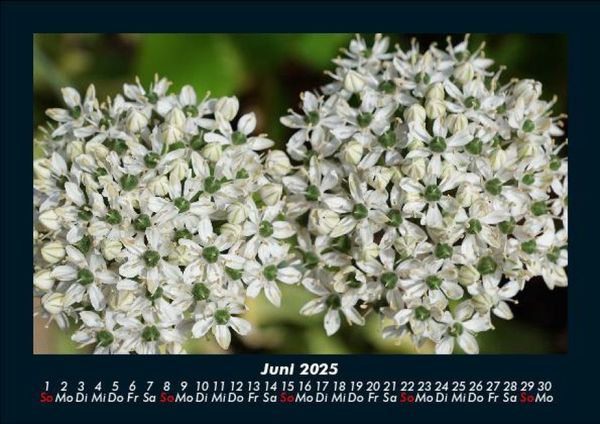Produktbild: Blumentraum 2025 Fotokalender DIN A5