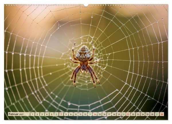 Produktbild: Spinnenaugen (Wandkalender 2027 DIN A2 quer), CALVENDO Monatskalender