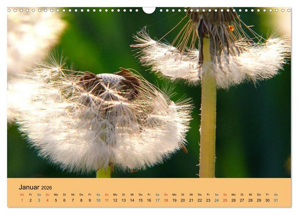Produktbild: Wildblumen 2026 (Wandkalender 2026 DIN A3 quer), CALVENDO Monatskalender