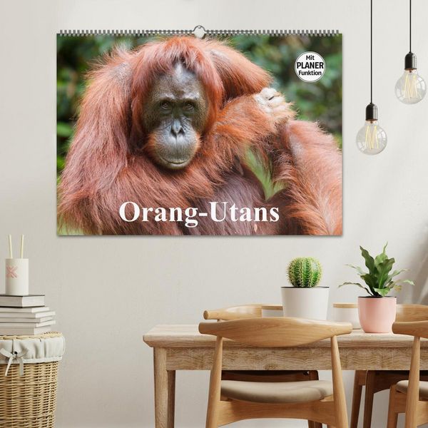 Produktbild: Orang-Utans (Wandkalender 2026 DIN A2 quer), CALVENDO Monatskalender