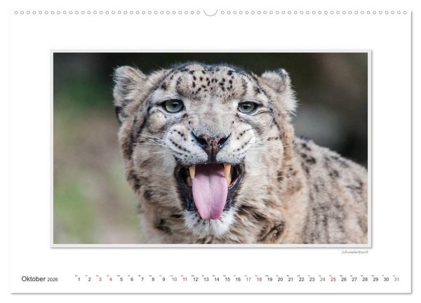 Produktbild: Emotionale Momente: Gro&szlig;e Raubkatzen der Welt. (hochwertiger Premium Wandkalender 2026 DIN A2 quer), Kunstdruck in Hochglanz