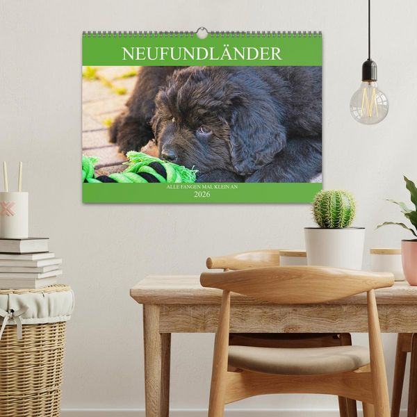 Produktbild: Neufundl&auml;nder - Alle fangen mal klein an (Wandkalender 2026 DIN A3 quer), CALVENDO Monatskalender