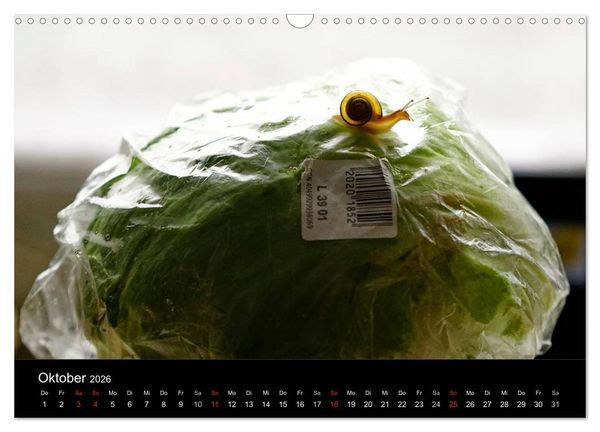 Produktbild: Kleine B&auml;nderschnecke ganz gro&szlig; - Gem&uuml;tlich durch das neue Jahr (Wandkalender 2026 DIN A3 quer), CALVENDO Monatskalender