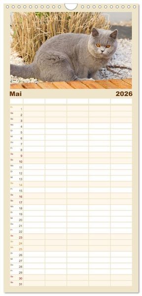 Produktbild: Familienplaner 2026 - B&auml;rige Schmusetiger - Britisch Kurzhaar Katzen mit 5 Spalten (Wandkalender, 21 x 45 cm) CALVENDO