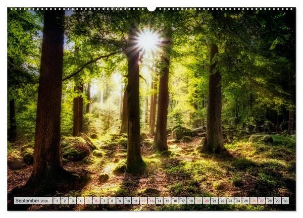 Produktbild: Wald - mystische Spazierg&auml;nge (Wandkalender 2026 DIN A2 quer), CALVENDO Monatskalender