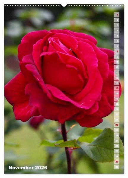 Produktbild: Sch&ouml;nste Rosen (hochwertiger Premium Wandkalender 2026 DIN A2 hoch), Kunstdruck in Hochglanz