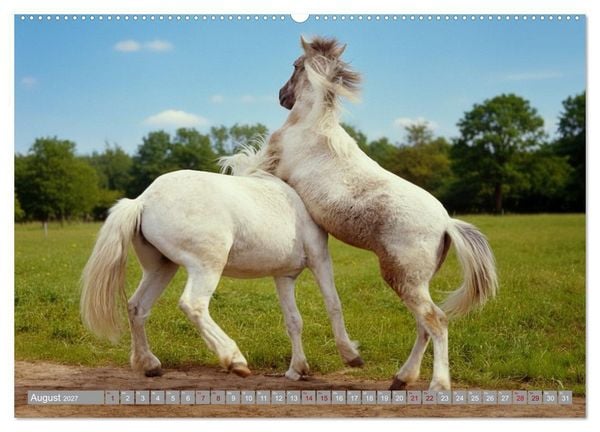 Produktbild: Sattel, Seele und Pferdeliebe (hochwertiger Premium Wandkalender 2027 DIN A2 quer), Kunstdruck in Hochglanz