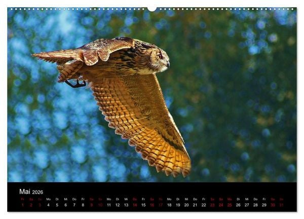 Produktbild: Der Waldspaziergang (Wandkalender 2026 DIN A2 quer), CALVENDO Monatskalender