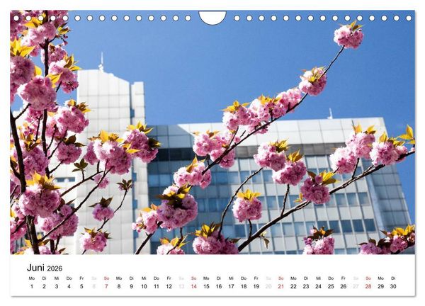 Produktbild: Bonn - Kirschbl&uuml;tenfest in der Altstadt (Wandkalender 2026 DIN A4 quer), CALVENDO Monatskalender