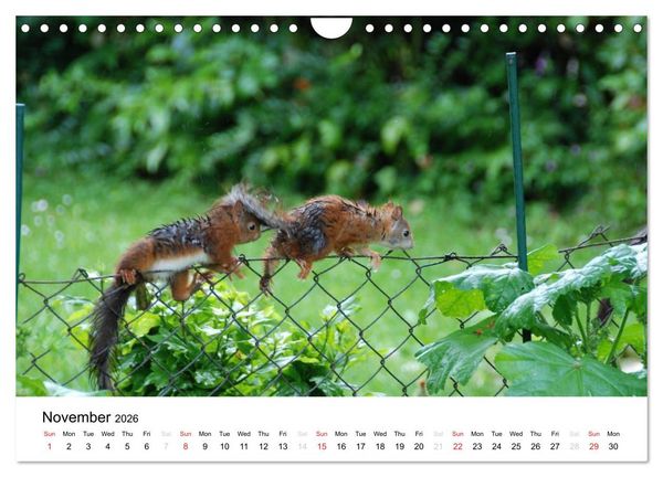 Produktbild: The red squirrels (Wall Calendar 2026 DIN A4 landscape), CALVENDO 12 Month Wall Calendar