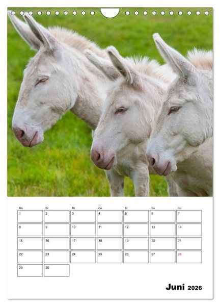 Produktbild: S&uuml;&szlig;e Esel. Langohren zum Verlieben (Wandkalender 2026 DIN A4 hoch), CALVENDO Monatskalender
