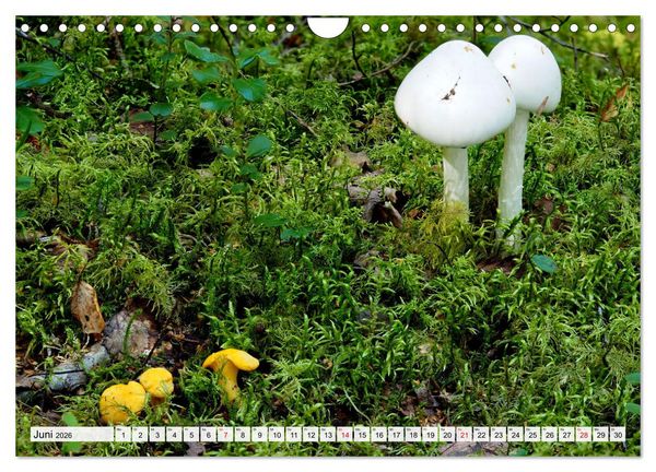 Produktbild: Pilze - tolle Funde (Wandkalender 2026 DIN A4 quer), CALVENDO Monatskalender