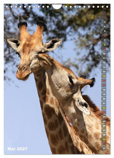 Produktbild: Giraffen - Anmut und Sanftheit (Wandkalender 2027 DIN A4 hoch), CALVENDO Monatskalender