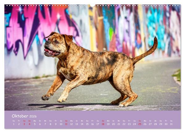 Produktbild: Hunde und Graffiti (Wandkalender 2026 DIN A2 quer), CALVENDO Monatskalender