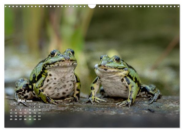Produktbild: Gl&uuml;ckliche Fr&ouml;sche (Wandkalender 2026 DIN A3 quer), CALVENDO Monatskalender